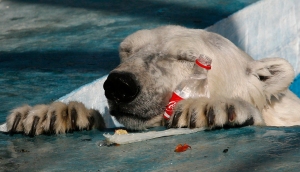 Perhaps I am an Apex predator like this arctic bear who is fat and bored with sugary dead prey.  